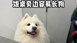 吃饭的时候饭桌旁边容易长狗