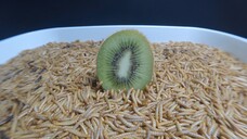 10,000 MEALWORMS VS Kiwi