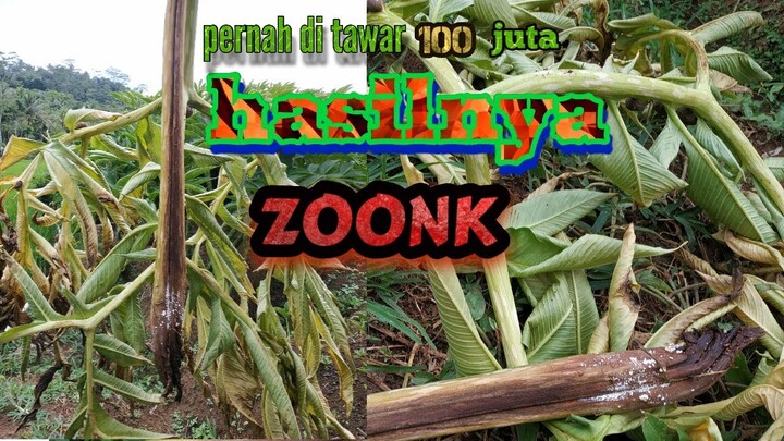 HASILNYA ZONK!!!!bibit dari katak 2 musim tanpa bongkar