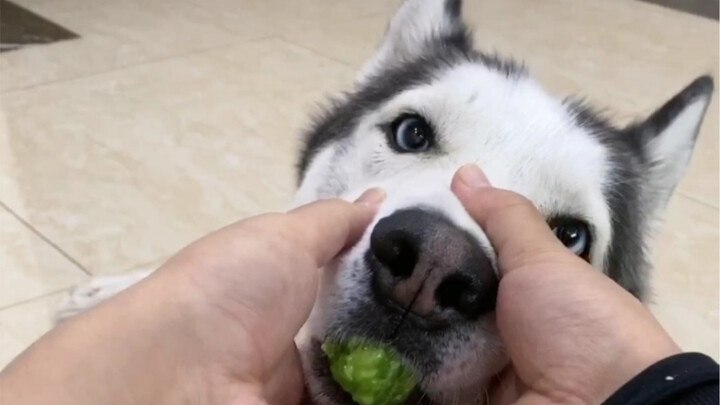 Tricking a Husky into Eating Bitter Melon