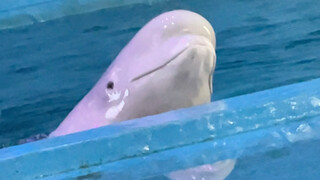 Xiao Hei is really angry this time.