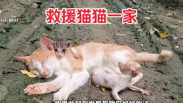 Gia đình mèo bị bỏ rơi thật đáng thương quá, may mà có người tốt ra tay nhận nuôi – kết cục thật ấm 