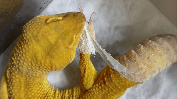 How to make a gecko hoodie