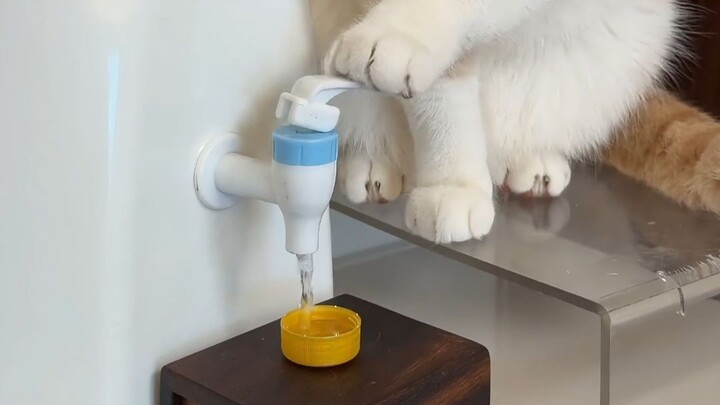 Đôi mắt của Mi chính là thước đo
