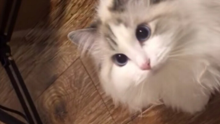 Even little kittens want the freedom to fall in love!