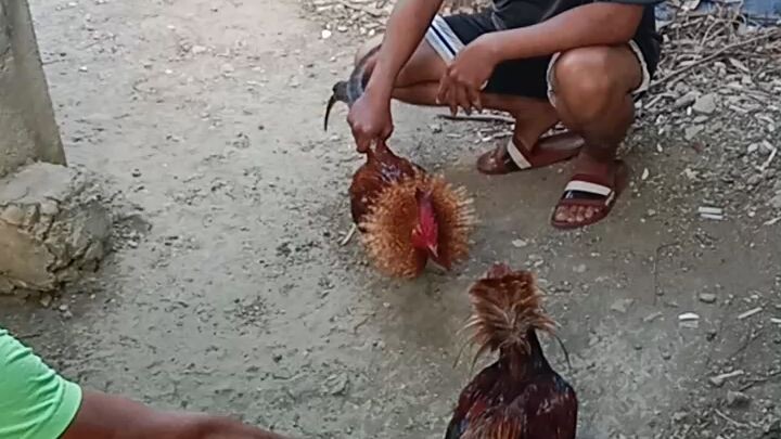 bulik Vanguard line . mula dasmariñas city cavite 👑❤️#consbackyard