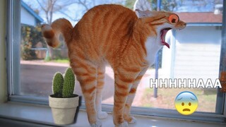 Angry Cats- Super Pets Reaction Videos #3 MEOW