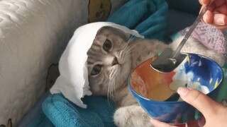 Như chúng ta đều biết, chó không nhất thiết phải là loài răng nanh