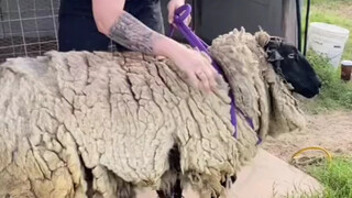 Shaving small animals is a great way to relieve stress