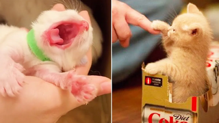 Best Kittens Videos - Am I So Cute Ep 26