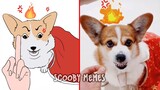 Scooby Memes 😹 Funny Cats and Dogs - Drawing Memes 🐶 Funny Animals 2023