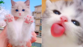 Best Kittens Videos - Am I So Cute Ep 8