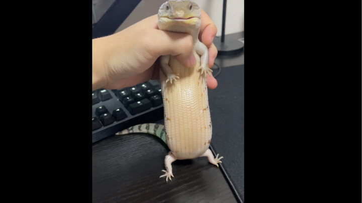 Bạn có muốn nuôi một chú La Hán không?