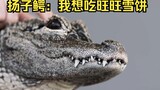 Aligator itu unik di Tiongkok, kepalanya dipukul hanya karena melihat orang mencuci pakaian. Saya su