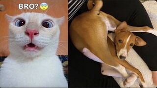 Best Funniest Dogs And Cats 🥰 - Funny Animal Compilation 😂