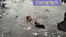 muntik pang matalo manok namin buti nanalo👍😊