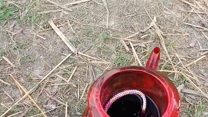 গরুর নাক ফোরা করে রশি পরানো হয় যে ভাবে