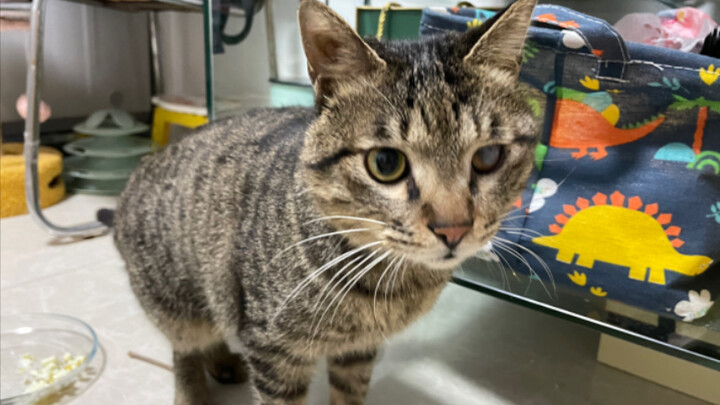 The food-stealing cat gets hiss-ed at and cowers so hard he sneaks glances 8 times in just two minut