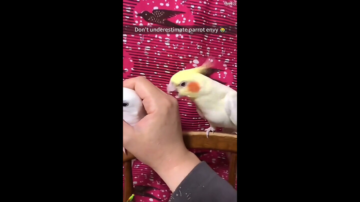 “Even parrots get jealous”