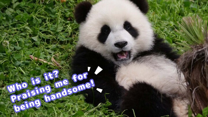 [Hewan]Kuperlihatkan Atraksi Gimnastik Panda Untukmu