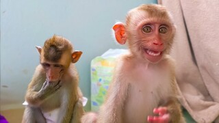 Sad Emotional!! Tiny Yaya cries want to get boiled potato while Toto is waiting very manners