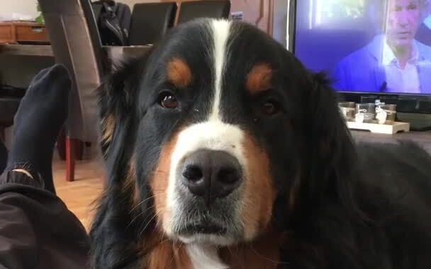 【Anjing Bern】Apa yang terjadi ketika kamu mencoba mengabaikan anjing besarmu?