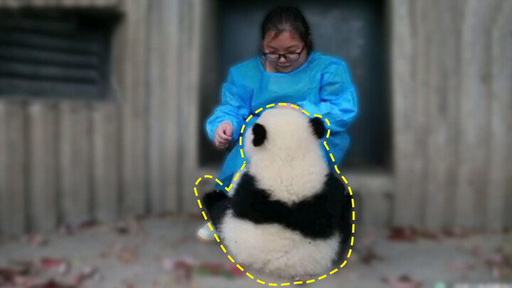 Baby panda throws tantrum. Should we run or should we stay?