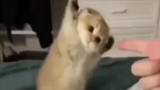"Although the kitten is stupid, it is cute."