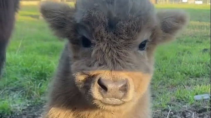 How can there be such a cute little calf?