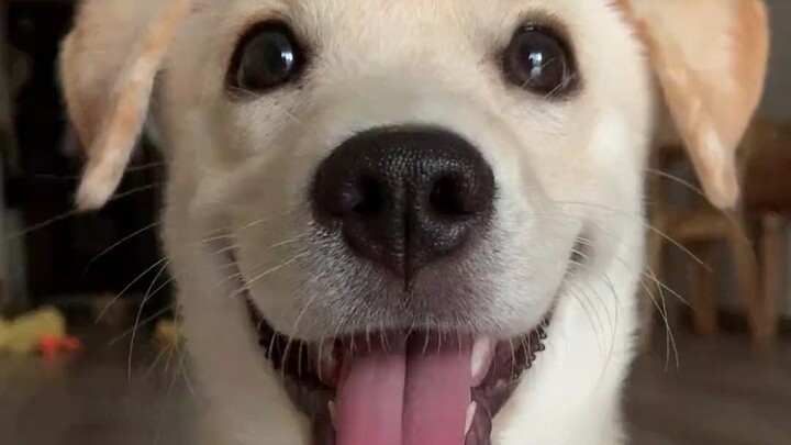 การแนะนำตัวของสัตว์เลี้ยง