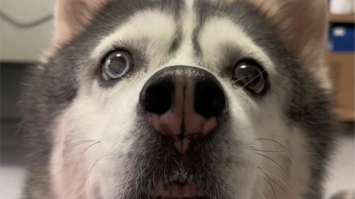 Finally, I can also breed Hakimi!