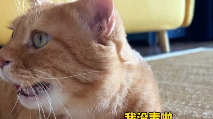 Begitu lembutnya kucing kecil ini.