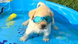 สุนัขตลกรักการว่ายน้ำ 2 - วิดีโอลูกสุนัข 2020