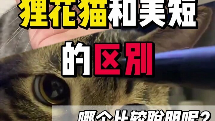 美短和狸花猫有什么区别呢？