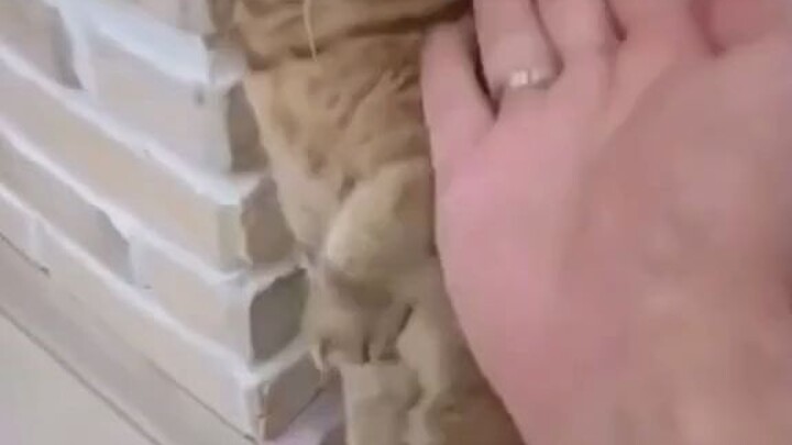 Invincible Meow Meow Punch