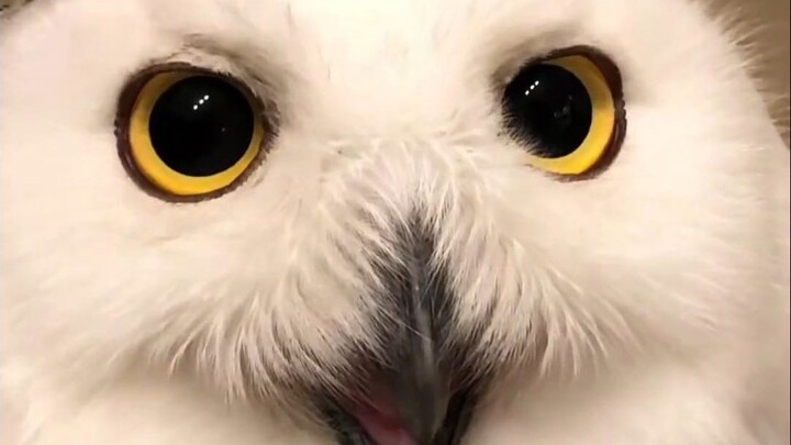 Why do snowy owls so easily make people feel blissful?