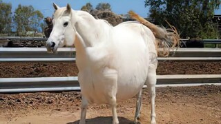 11 Fattest Animals In The World.