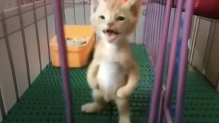 I just love these crazy-ass cats hahahaha hahahaha hahahaha hahahaha hahahaha!!! #09