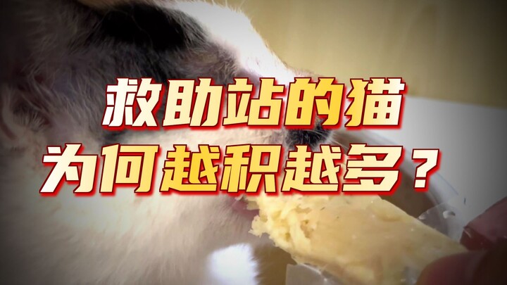 ทำไมช่วงนี้ฉันถึงไม่อัปเดตเรื่องแมว?