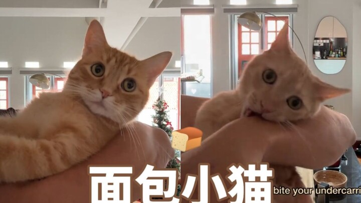 【น้องแมวน้อยกับขนมปัง】ถูกคุณพ่ออุ้มขึ้นมาเหมือนกัน แต่ pppp กับ ffff กลับมีปฏิกิริยาต่างกัน🤔