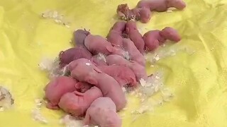 兔子生蛋，好治愈！