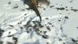 ทำไมต้องปิดตาเหยี่ยวทอง