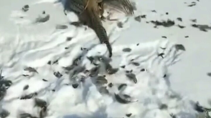 ทำไมต้องปิดตาเหยี่ยวทอง