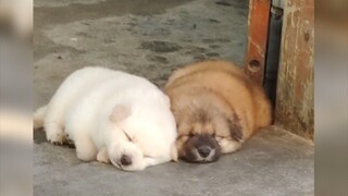 “Little dogs are the cutest①”
