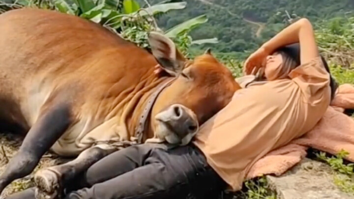 Penggembala sapi ini kok nggak peka banget sih sama perasaan wanita?