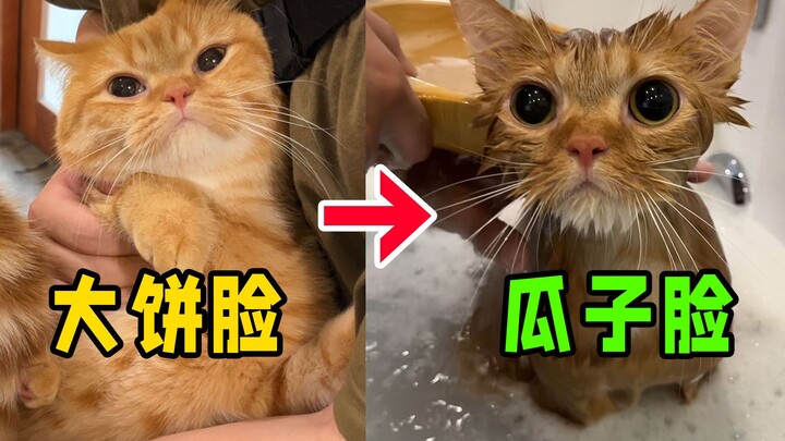 Apakah ini benar-benar kucing yang sama? Mandi saja bisa bikin kurus kering!