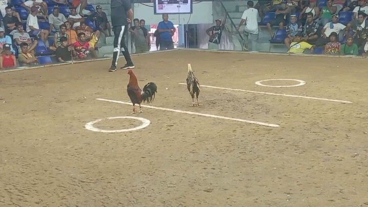 Papatay na nanalo pa win pula sa montalban cockpit arena