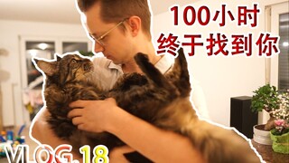 搬家后缅因猫走丢了，失踪100小时后他听到了我的声音，谢谢你的坚强 【Vlog.18】