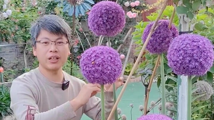 ฤดูใบไม้ร่วงปลูกหัวดอกแกลดิโอลัส พอถึงฤดูใบไม้ผลิก็จะออกดอกเป็นแท่งลูกอมสีน้ำเงินม่วงสูงใหญ่ แค่ปลูก