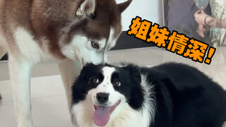 As soon as the husky lies down, its owner makes the border collie hit it—so frustrating!